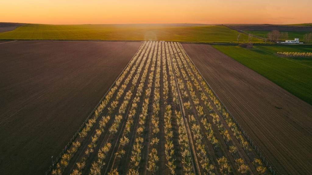 The almond orchard in Sălcioara, Jurilovca commune, seen from above at sunset