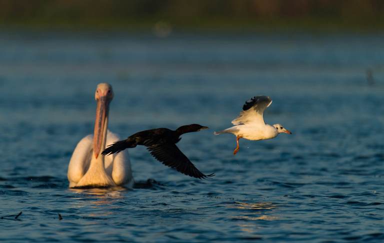 Pelican pe apă, cu un cormoran și un pescăruș în zbor